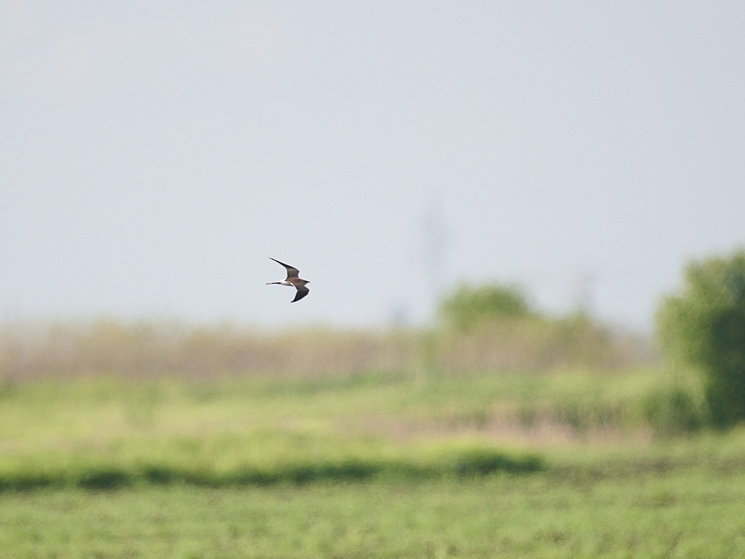 Collared Pratincole - ML646415601