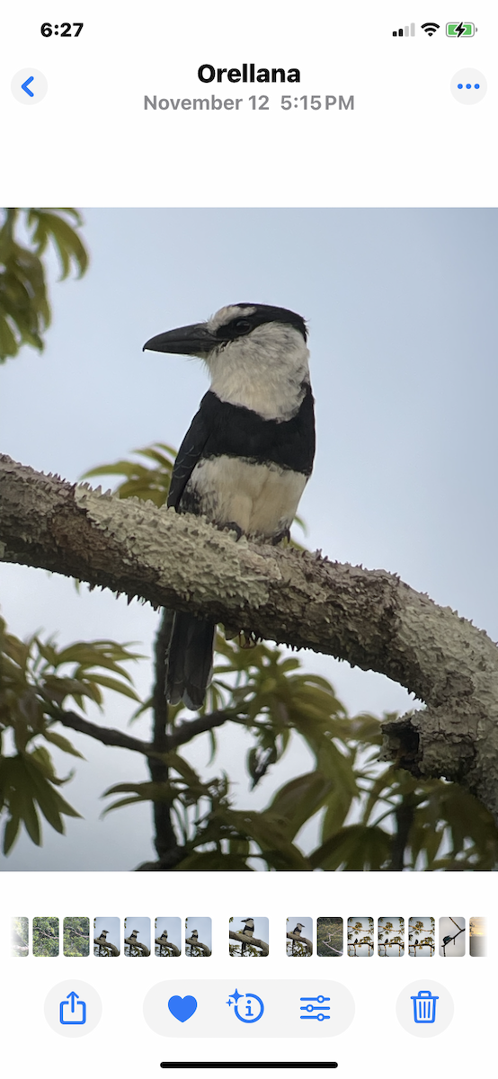 White-necked Puffbird - ML646415602