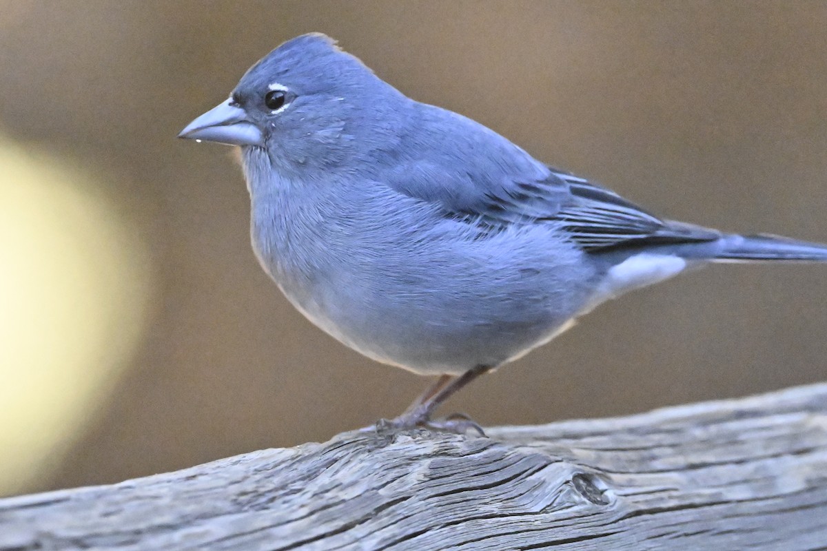 pěnkava tenerifská - ML646415603