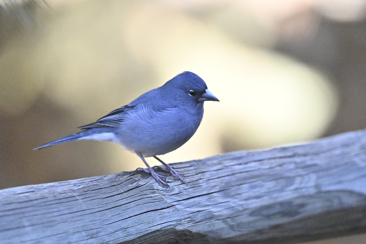 pěnkava tenerifská - ML646415604