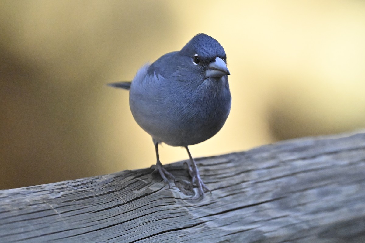 pěnkava tenerifská - ML646415605