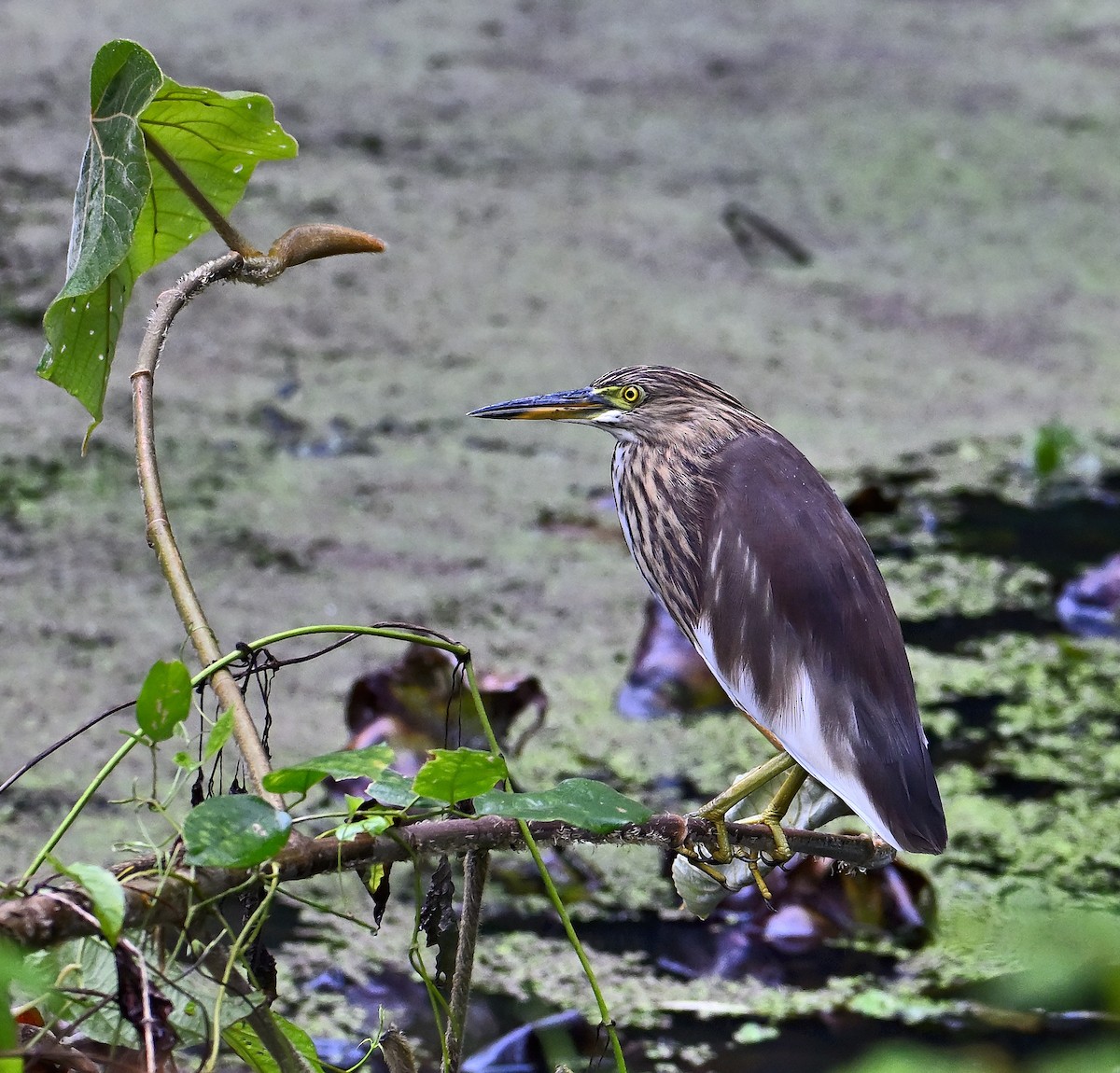 Chinese Pond-Heron - ML646415606