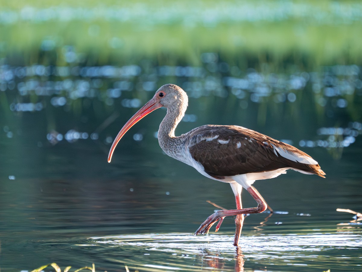 White Ibis - ML646415610