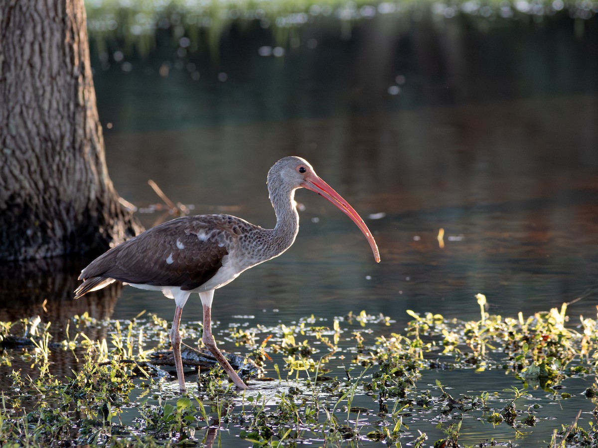 White Ibis - ML646415611