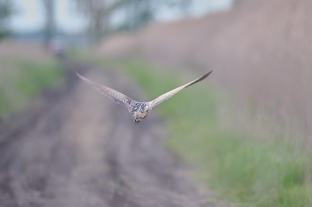 Eurasian Bittern - ML646415612