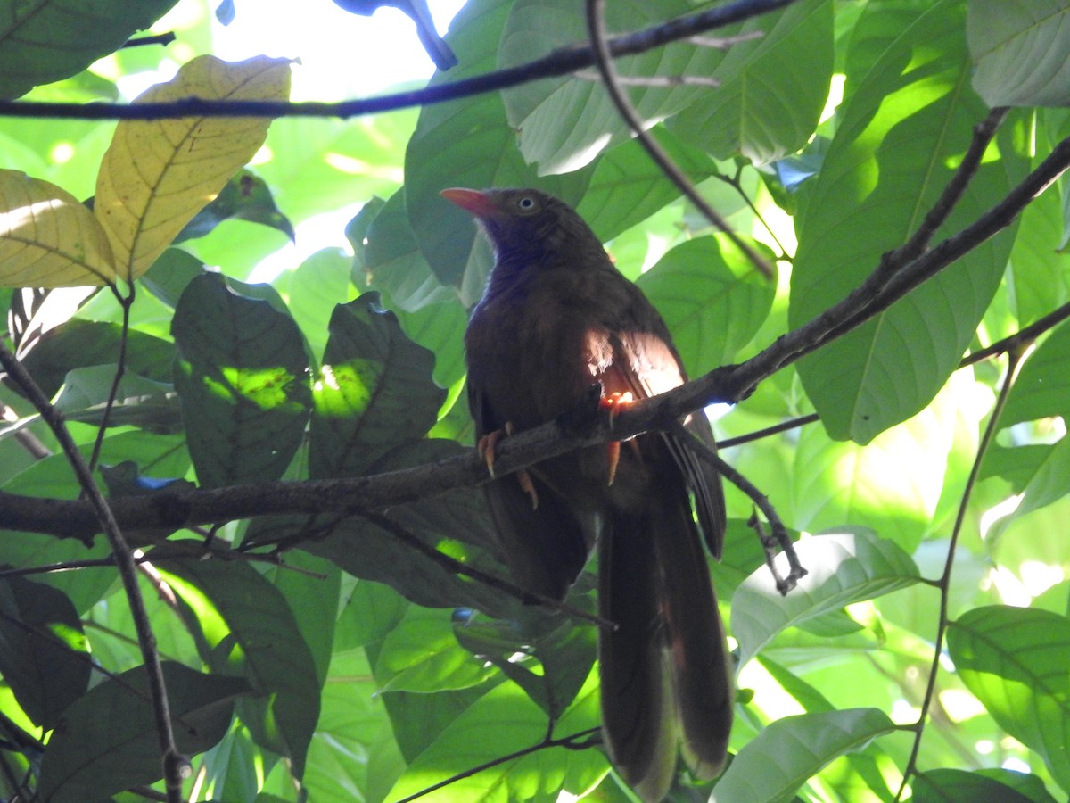 Orange-billed Babbler - ML646415614
