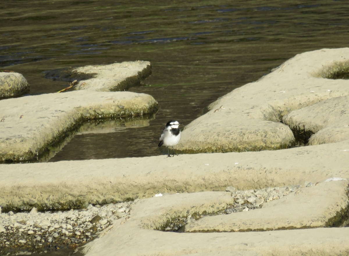 Плиска біла - ML646415615