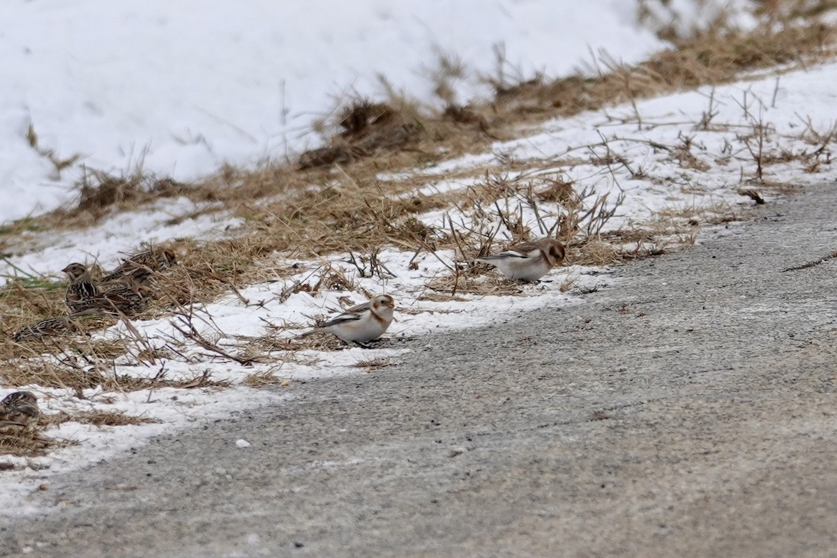 Snow Bunting - ML646415619
