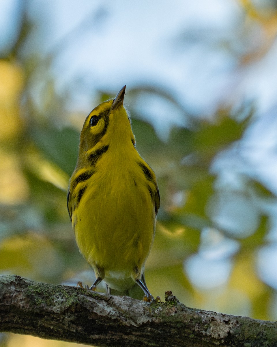 Prairie Warbler - ML646415620