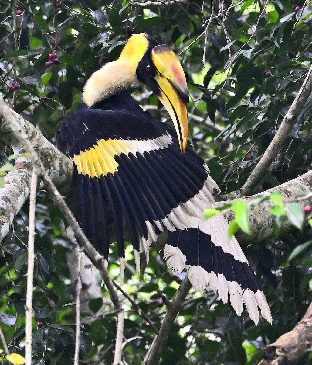Great Hornbill - ML646415621