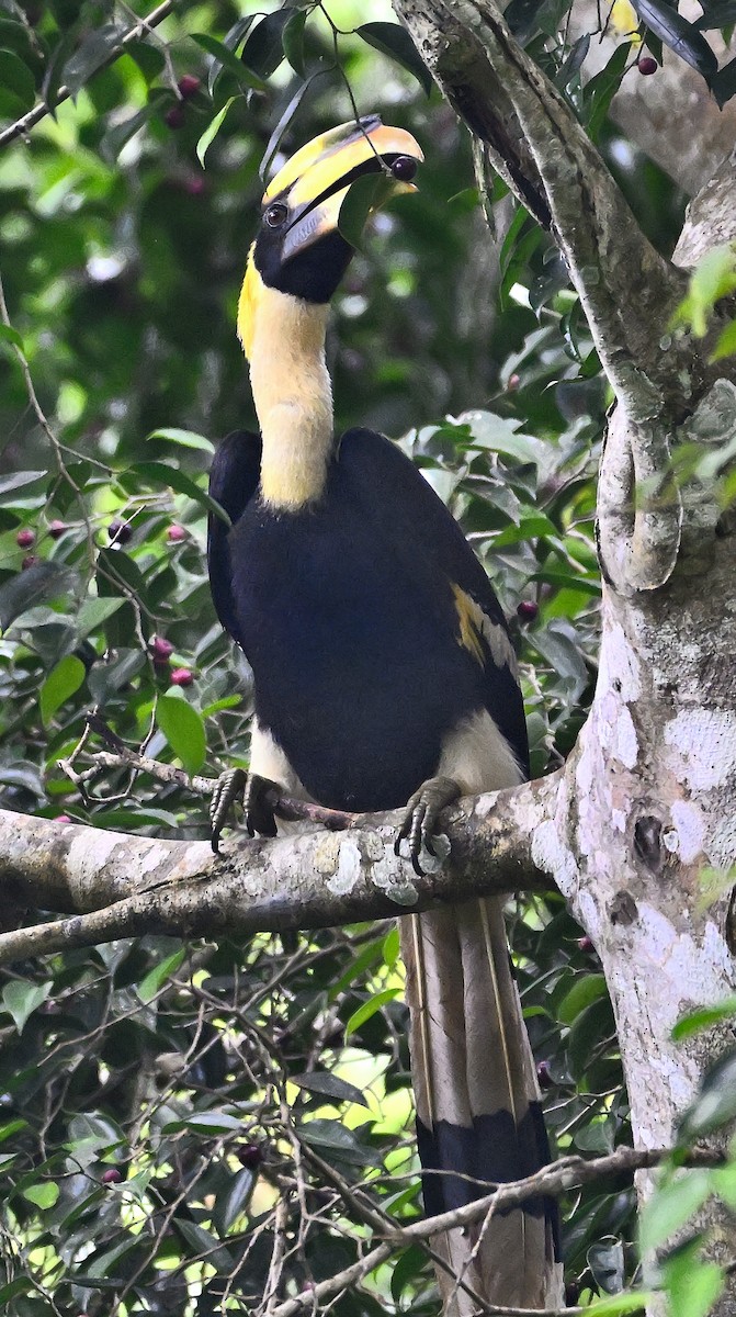 Great Hornbill - ML646415622