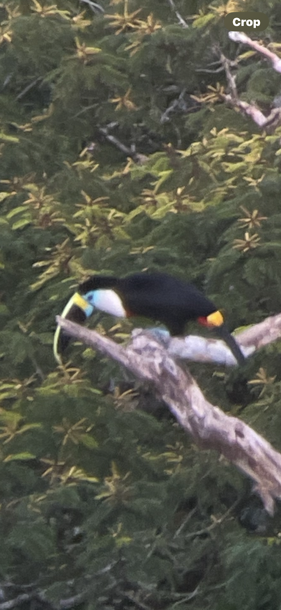 White-throated Toucan - ML646415623