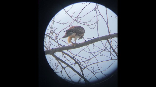 Red-tailed Hawk (borealis) - ML646415633