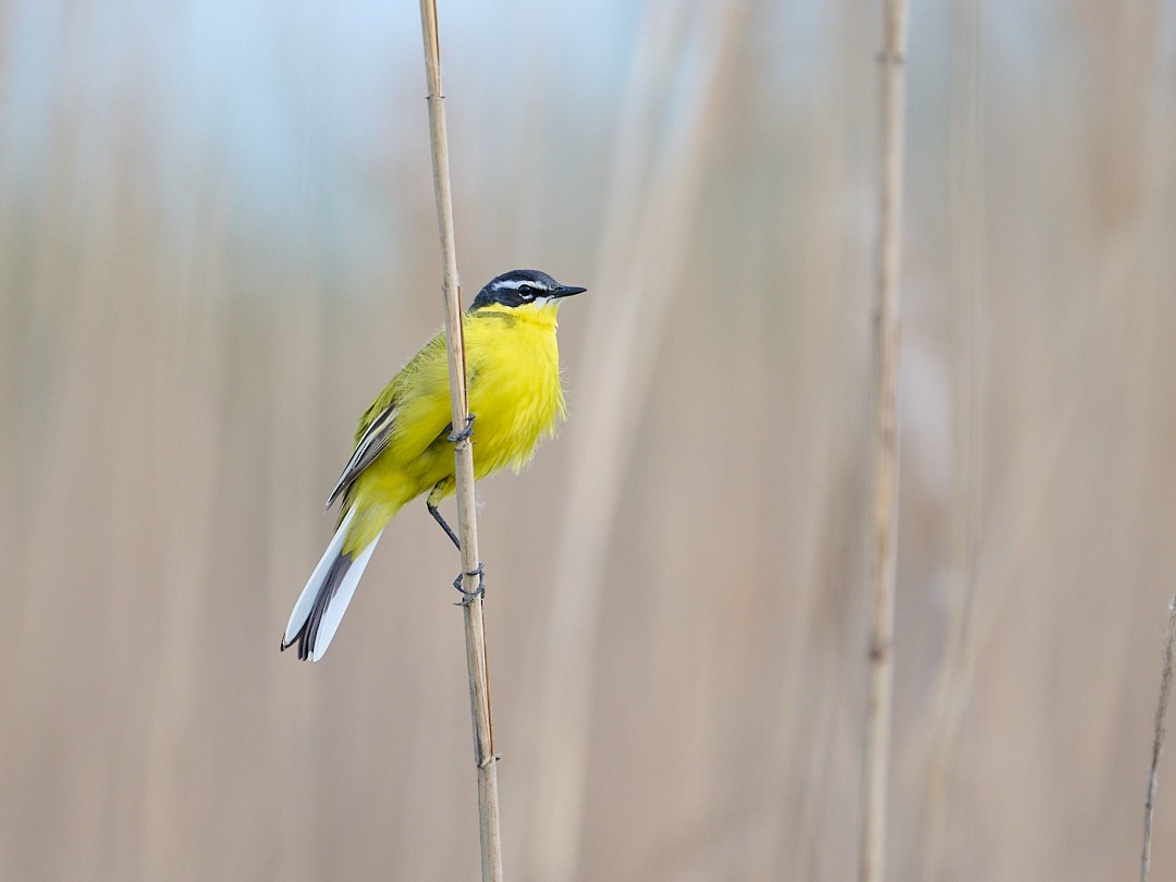 Western Yellow Wagtail - ML646415634