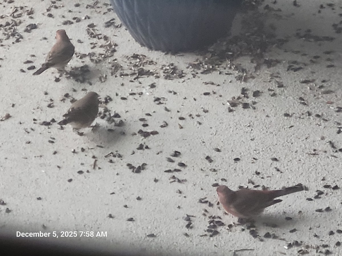 House Finch - ML646415636