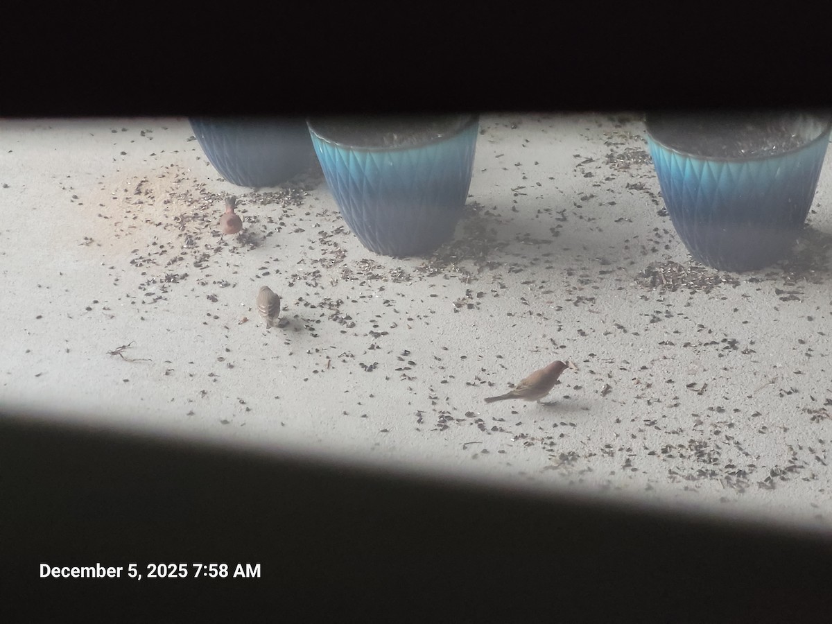 House Finch - ML646415638