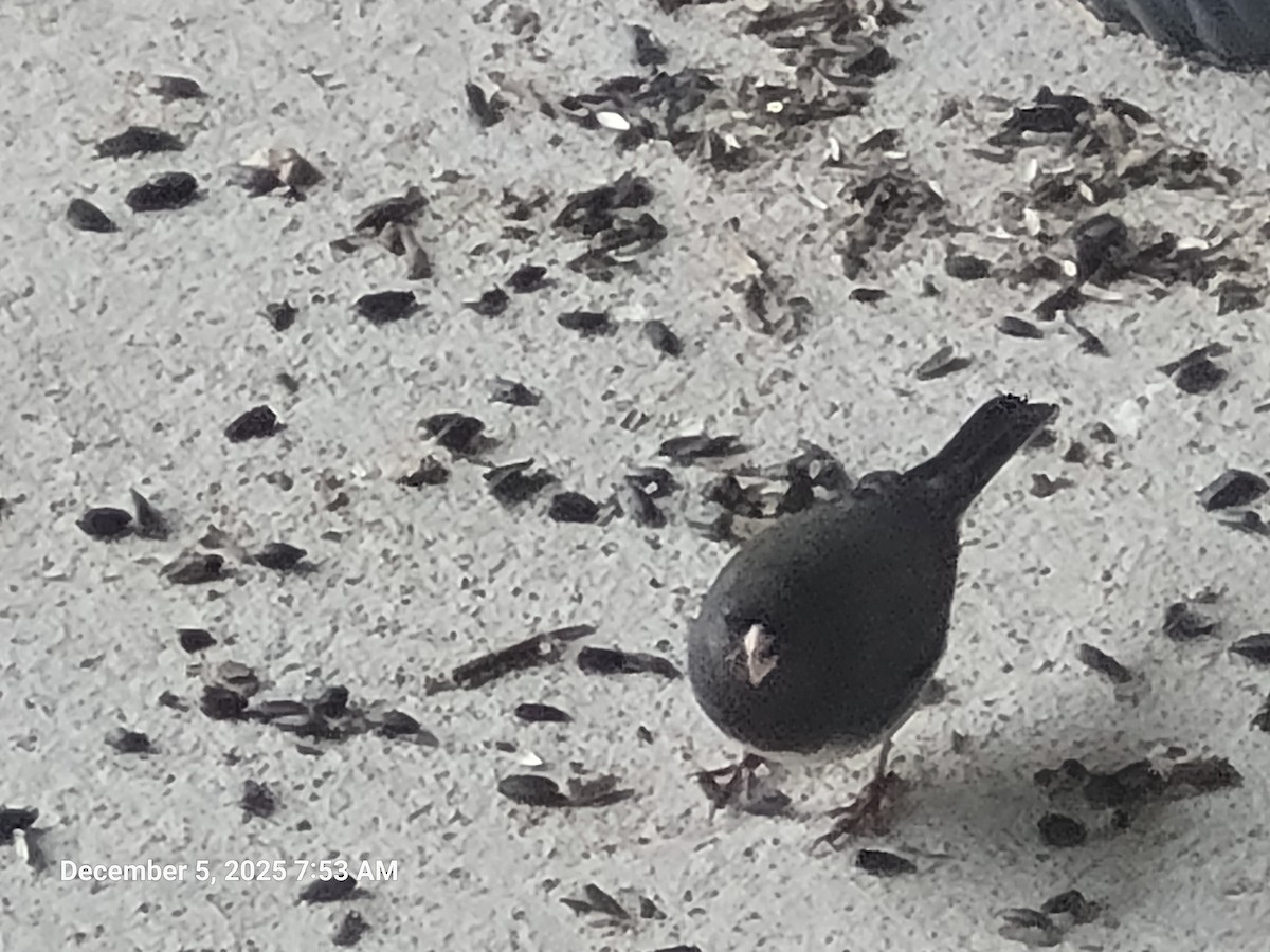 Dark-eyed Junco - ML646415639