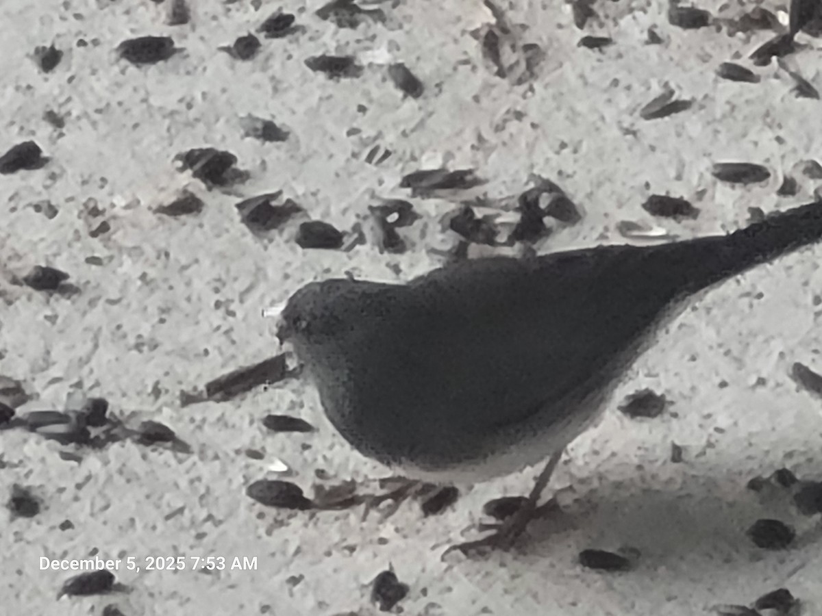 Dark-eyed Junco - ML646415640