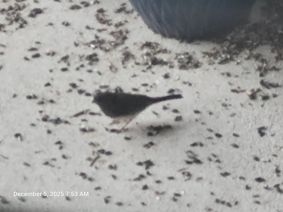 Dark-eyed Junco - ML646415641