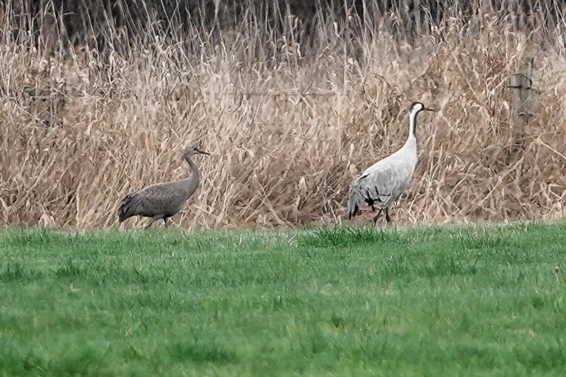 Kanada Turnası - ML646415642