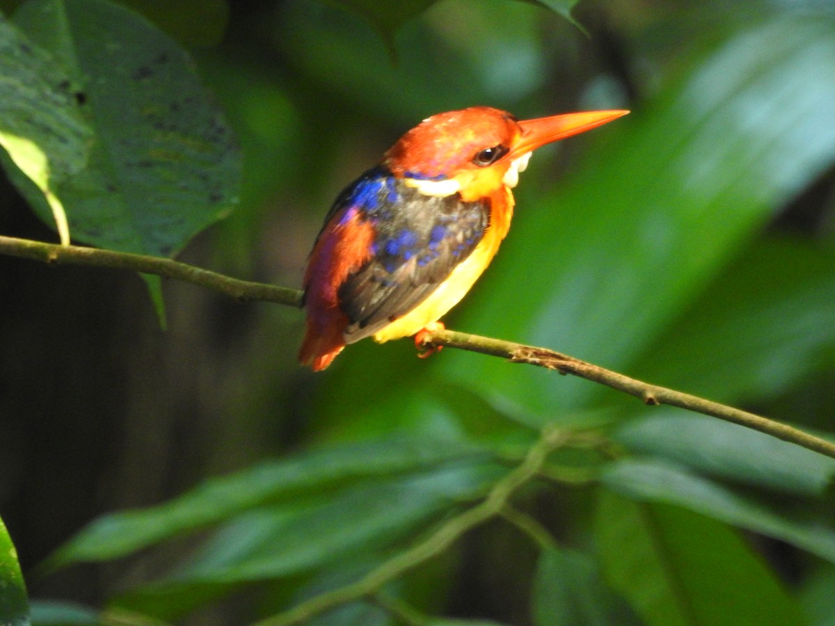 Black-backed Dwarf-Kingfisher - ML646415643