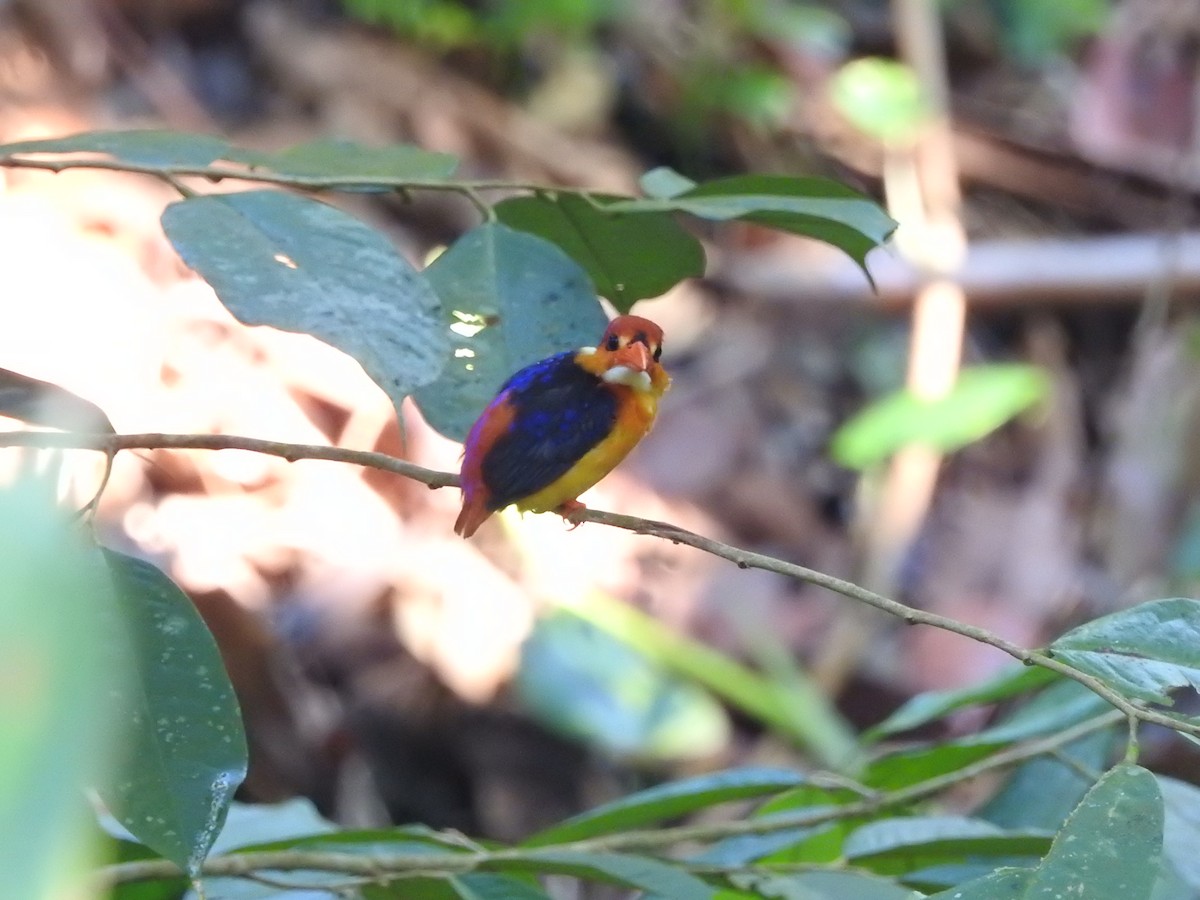 Black-backed Dwarf-Kingfisher - ML646415644
