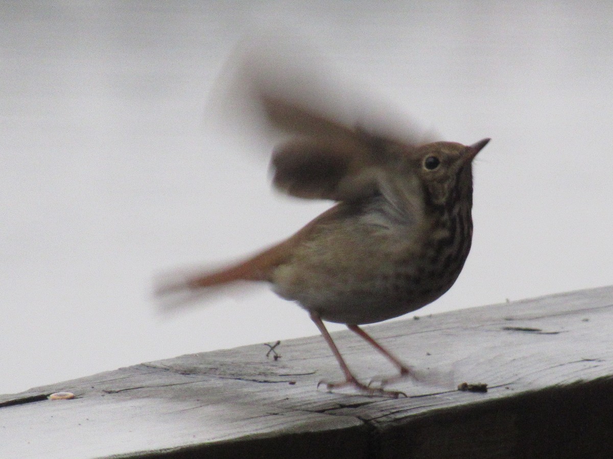 Hermit Thrush - ML646415646
