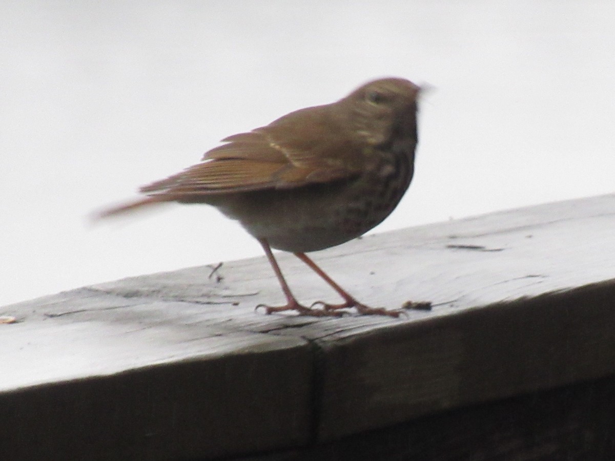 Hermit Thrush - ML646415647