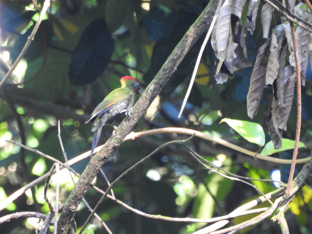 ildnakkespett - ML646415648