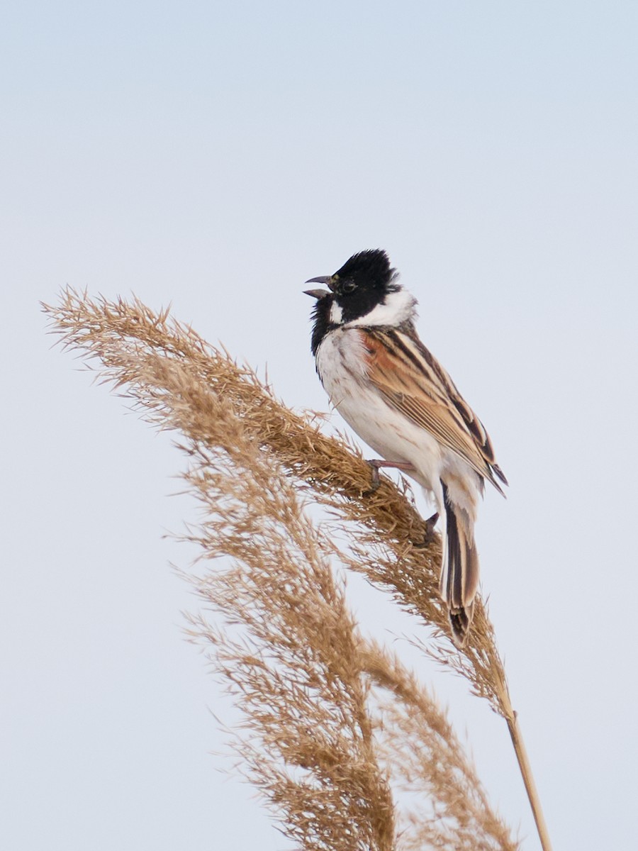 Reed Bunting - ML646415649