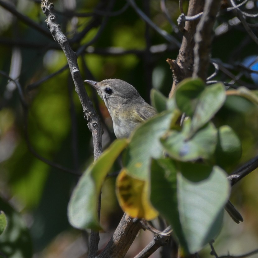 Eastern Warbling Vireo - ML646415650