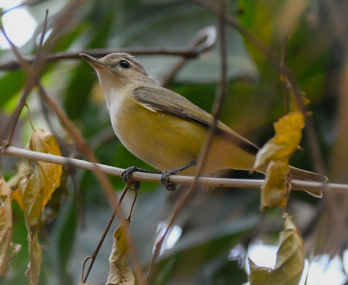 Eastern Warbling Vireo - ML646415651