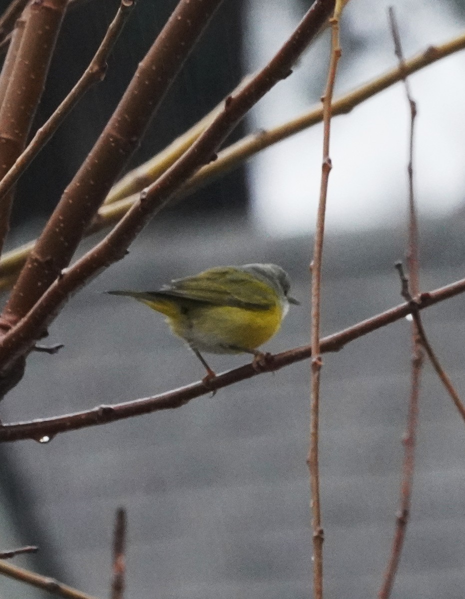 lesňáček rezavokorunkatý - ML646415655