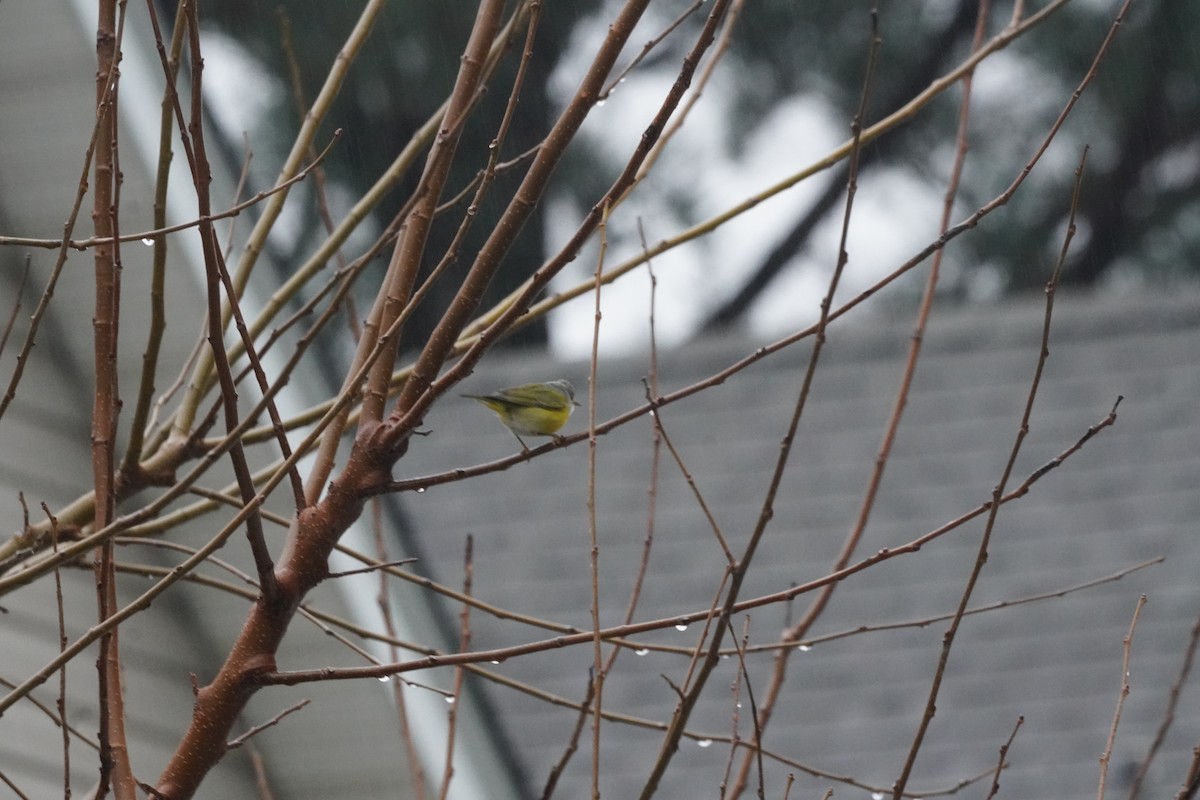 lesňáček rezavokorunkatý - ML646415657