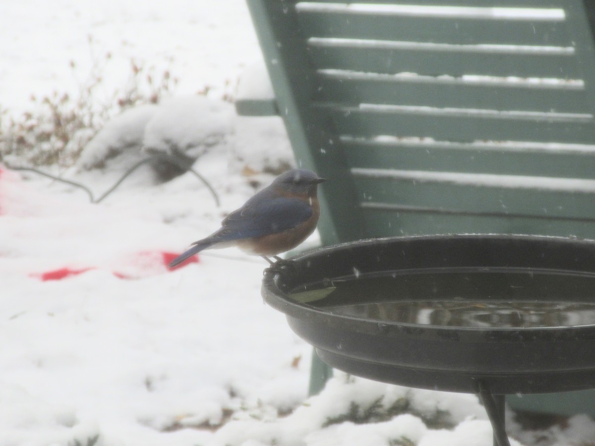 Eastern Bluebird (Eastern) - ML646415658