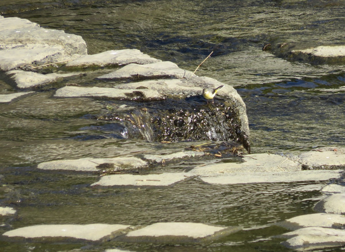 Плиска гірська - ML646415659