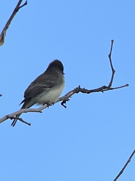 Eastern Phoebe - ML646415661