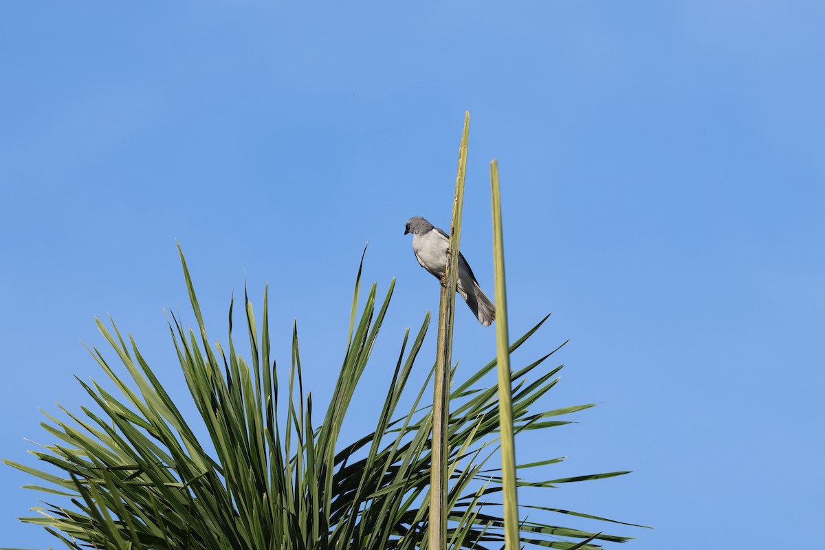 White-bellied Cuckooshrike - ML646415667