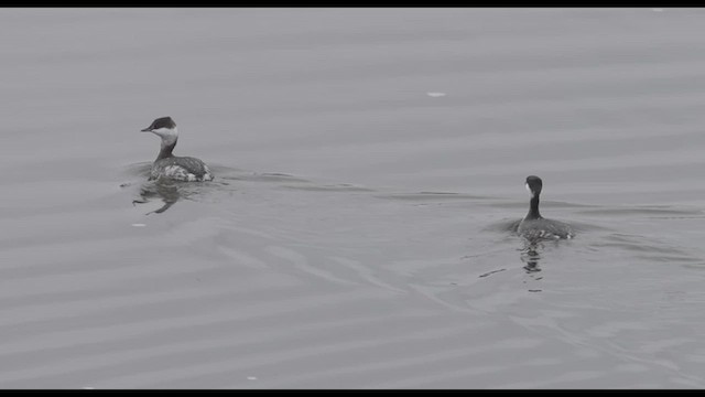 Пірникоза червоношия - ML646415668