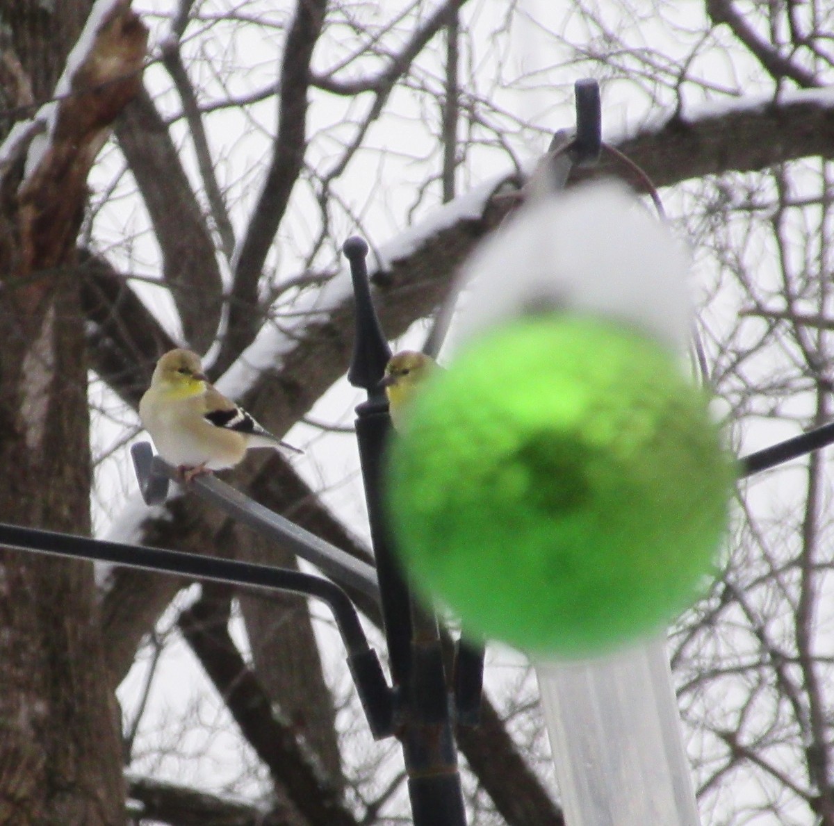 Altın İskete - ML646415669