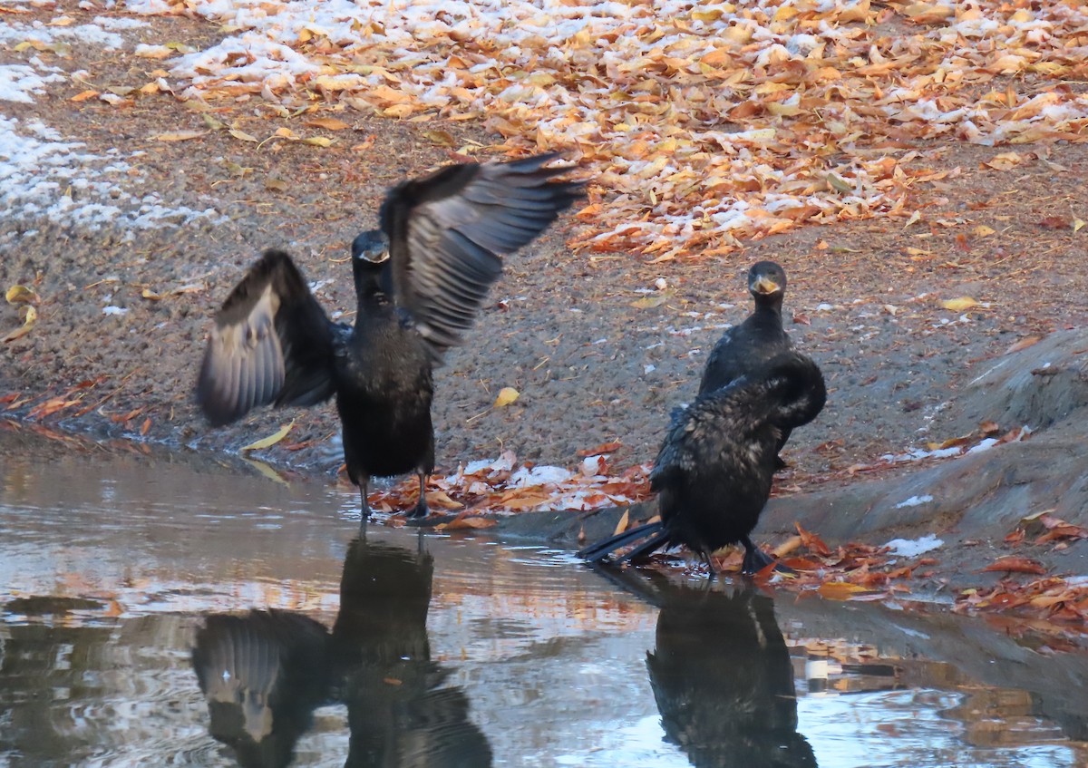 Neotropic Cormorant - ML646415670