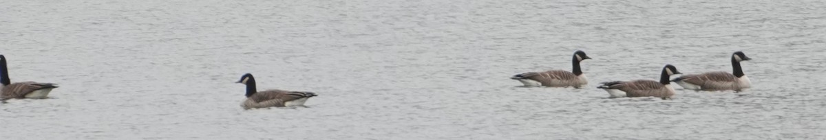 Canada Goose - ML646415671