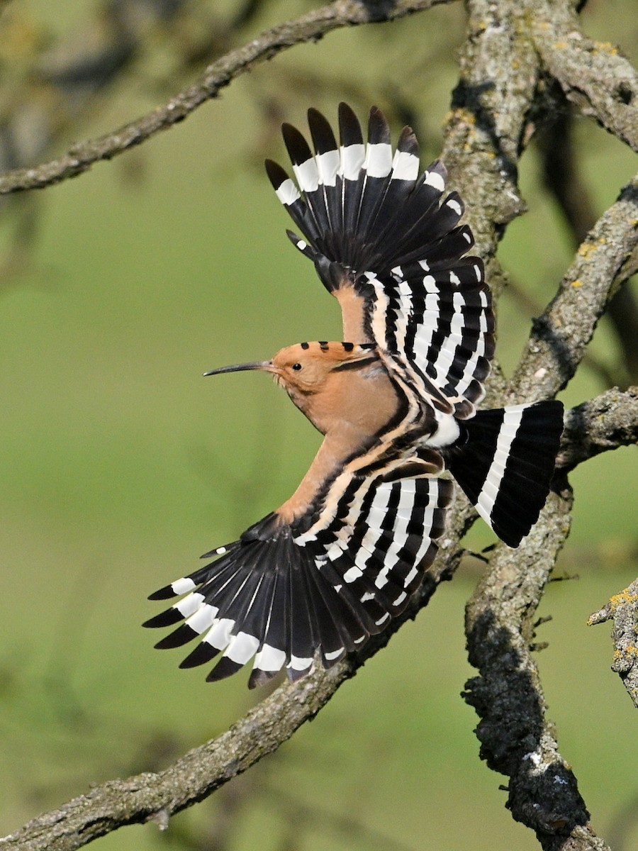 Common Hoopoe - ML646415672