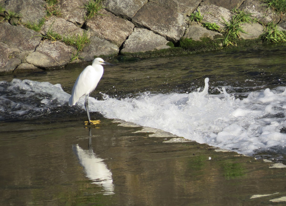 Чепура мала - ML646415673