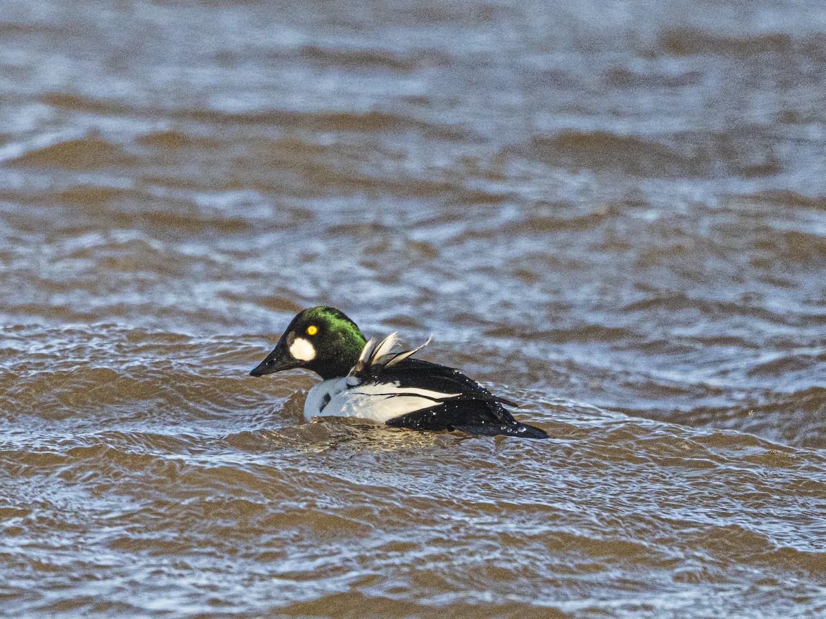 Common Goldeneye - ML646415675