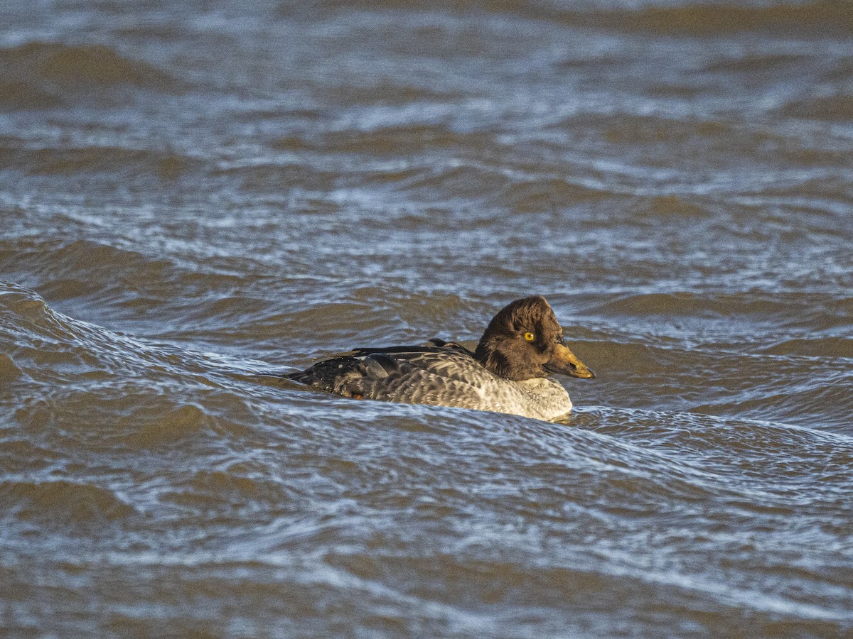 Common Goldeneye - ML646415677