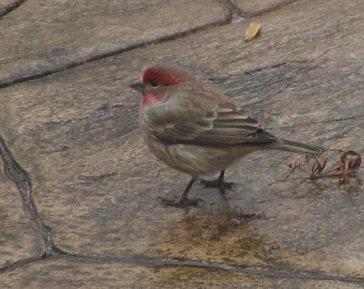 House Finch (Common) - ML646415678