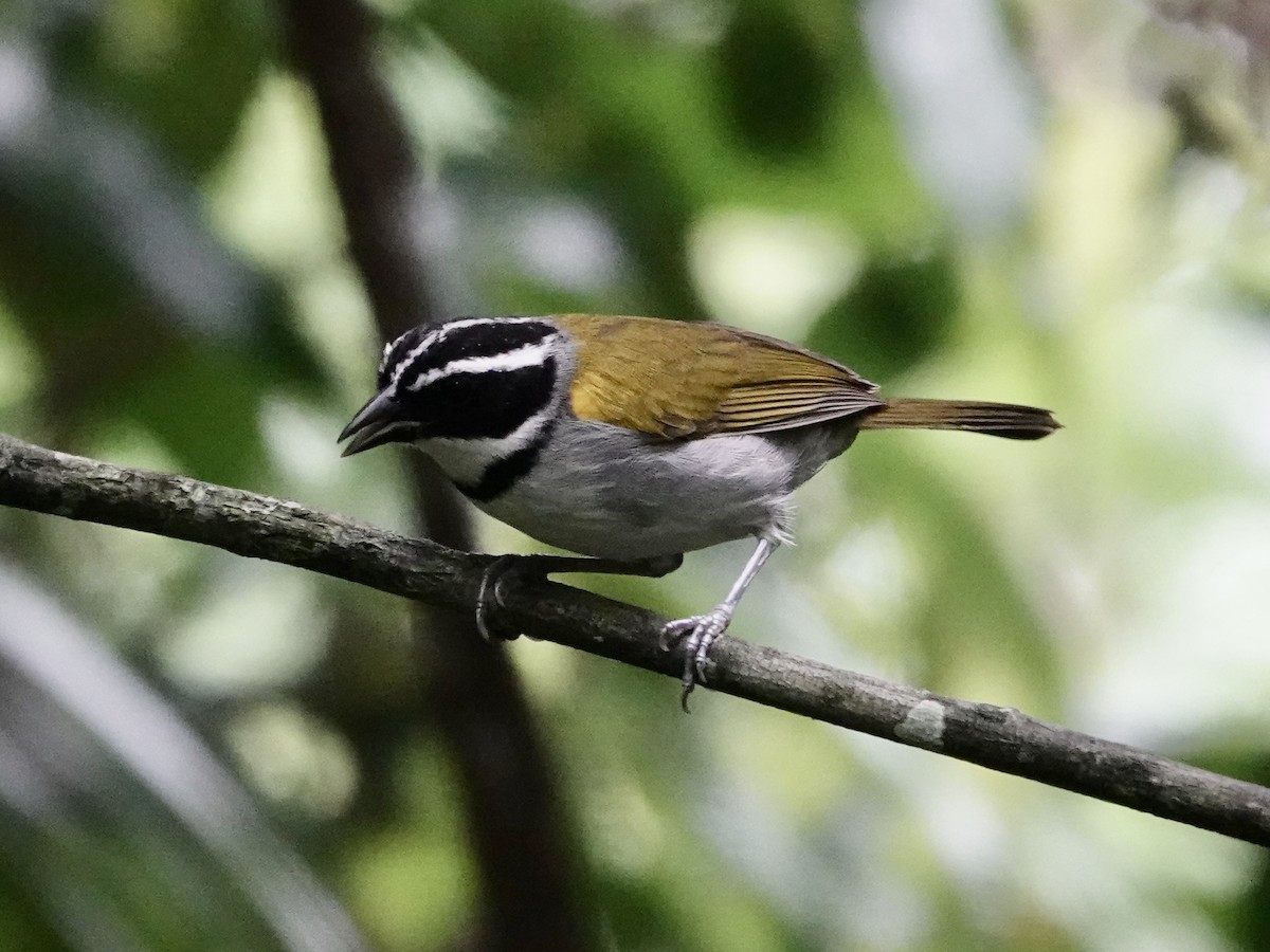 Pectoral Sparrow - ML646415679