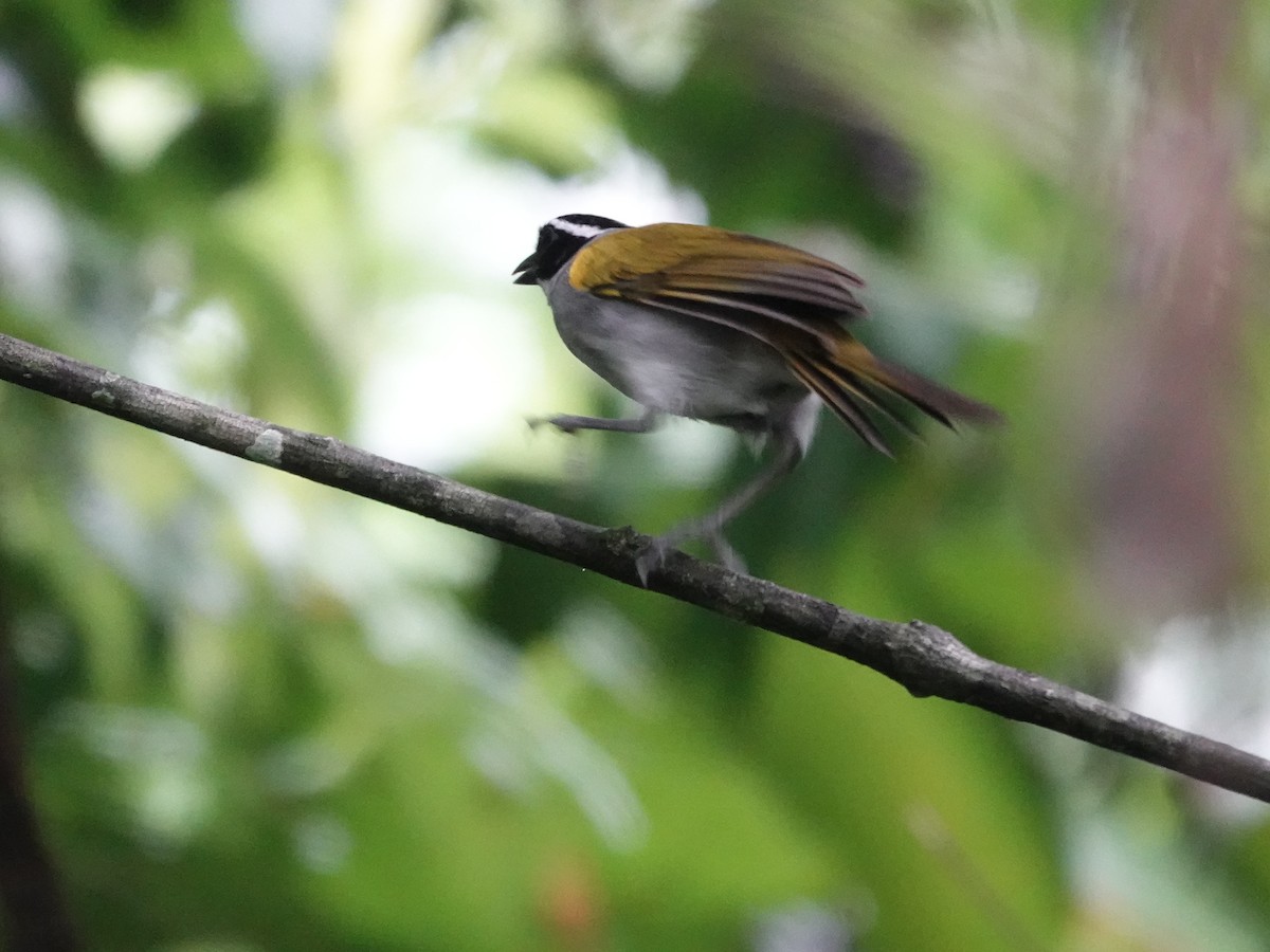 Pectoral Sparrow - ML646415680