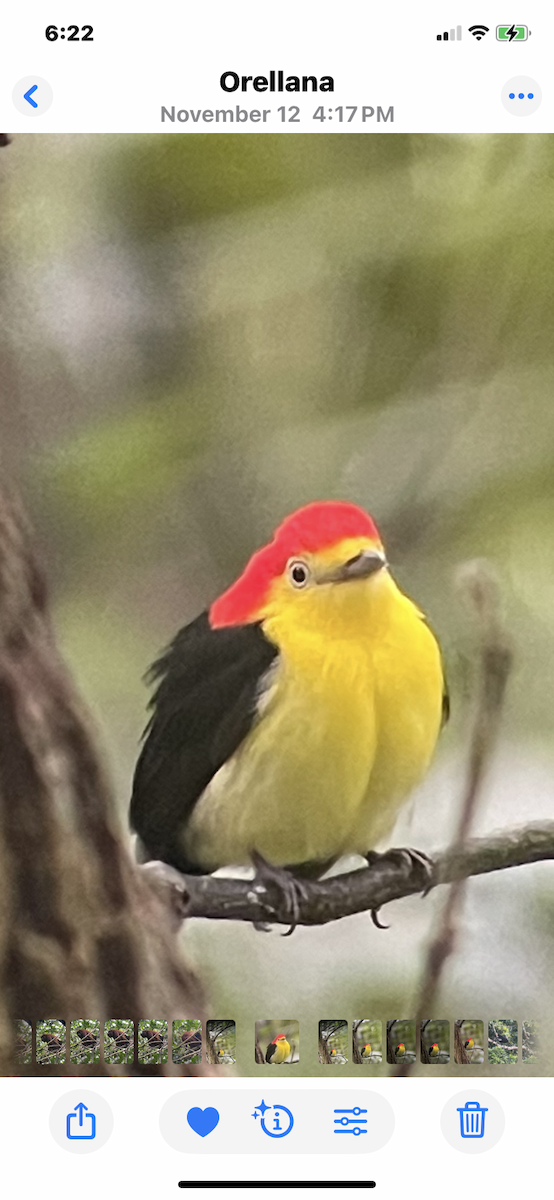 Wire-tailed Manakin - ML646415682